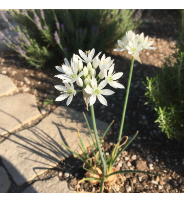 Perennials plants Pack 2