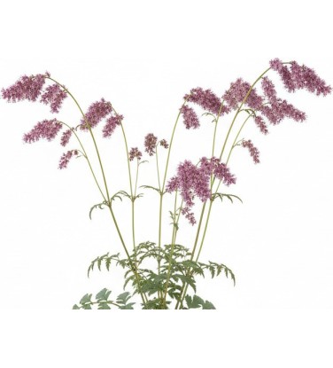 Pack 378 Perennials Vectorworks 2025 – Lightweight 2D and 3D