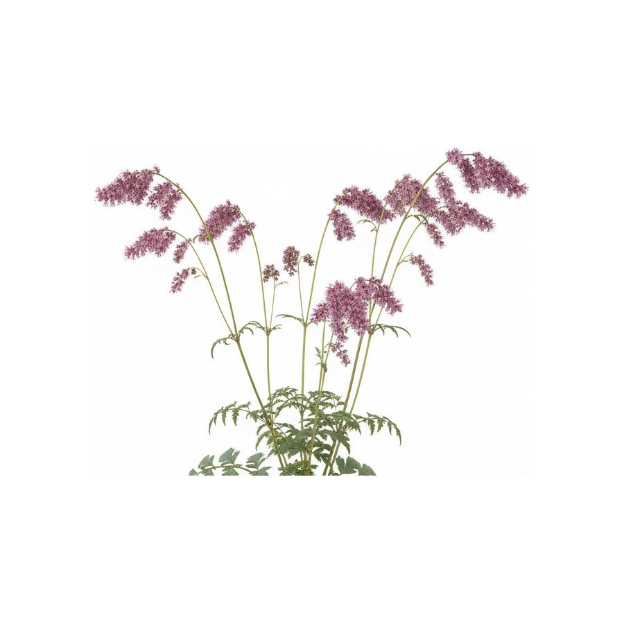 Pack 378 Perennials Vectorworks 2025 – Lightweight 2D and 3D