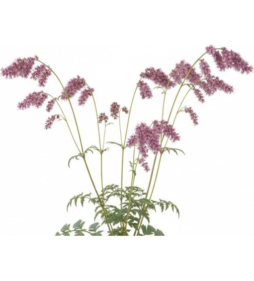 Pack 378 Perennials Vectorworks 2025 – Lightweight 2D and 3D