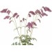 Perennials plants Pack 2