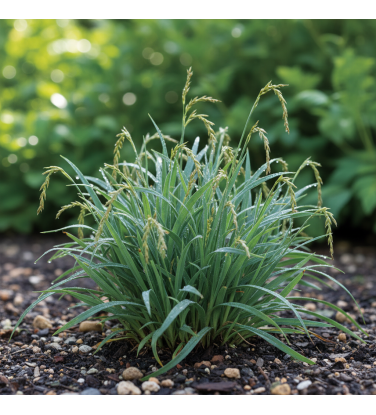 Pack 378 Perennials Vectorworks 2025 – Lightweight 2D and 3D