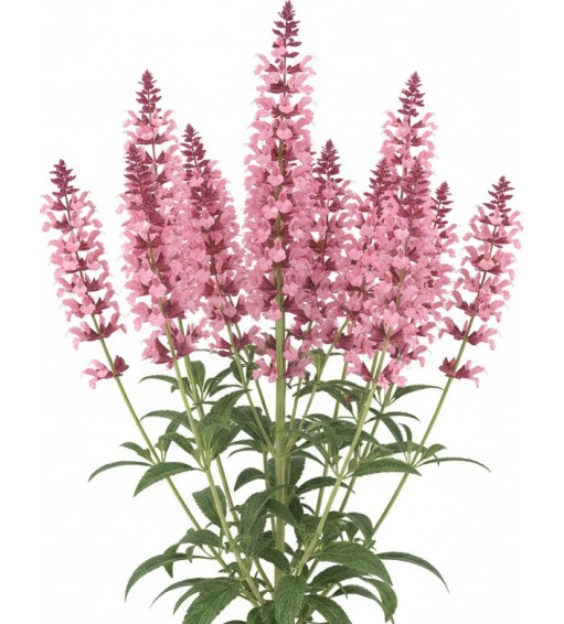 Pack 378 Perennials Vectorworks 2025 – Lightweight 2D and 3D