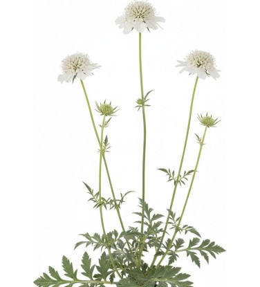 Pack 378 Plantes Vivaces Vectorworks 2025 – 2D & 3D Légères