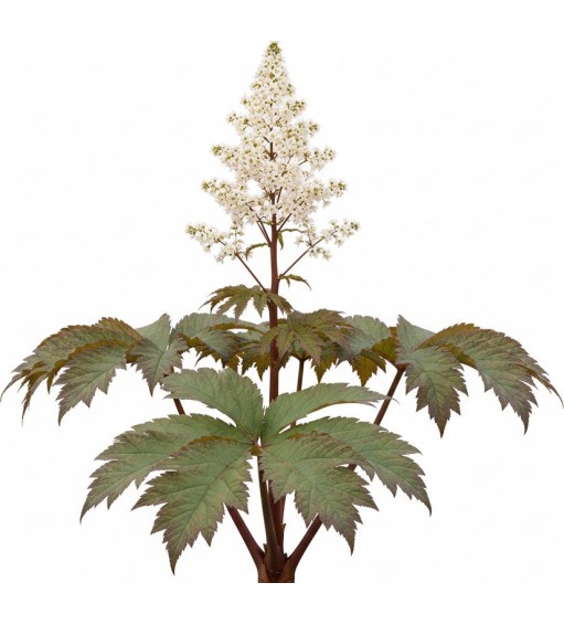 Perennials plants Pack 1