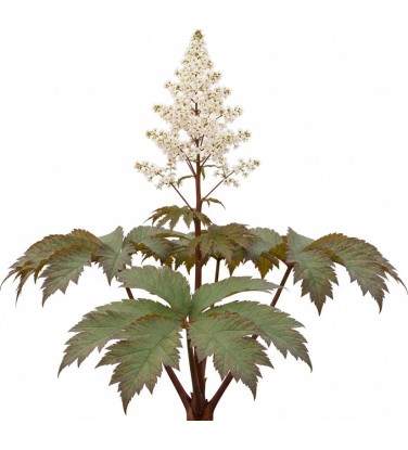 Pack 378 Perennials Vectorworks 2025 – Lightweight 2D and 3D