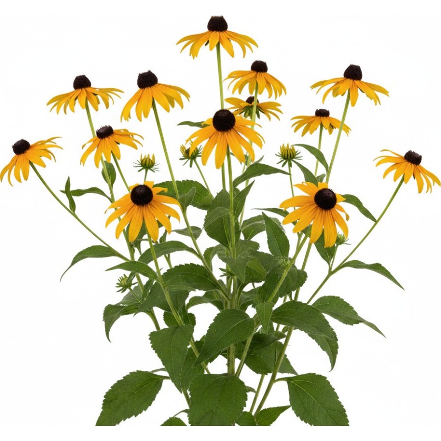 Pack 378 Perennials Vectorworks 2025 – Lightweight 2D and 3D