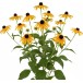 Perennials plants Pack 1
