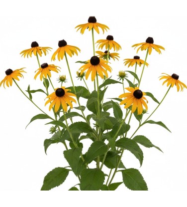 Pack 378 Perennials Vectorworks 2025 – Lightweight 2D and 3D