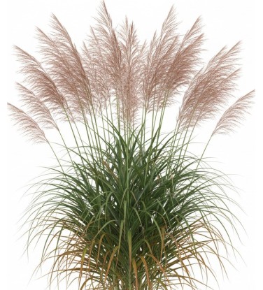 Pack 378 Plantes Vivaces Vectorworks 2025 – 2D & 3D Légères