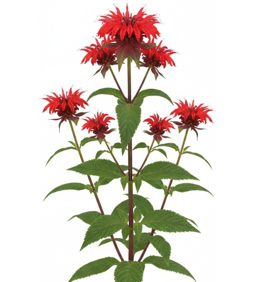 Plantes vivaces Pack 3