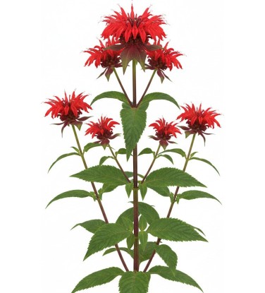 Pack 378 Plantes Vivaces Vectorworks 2025 – 2D & 3D Légères