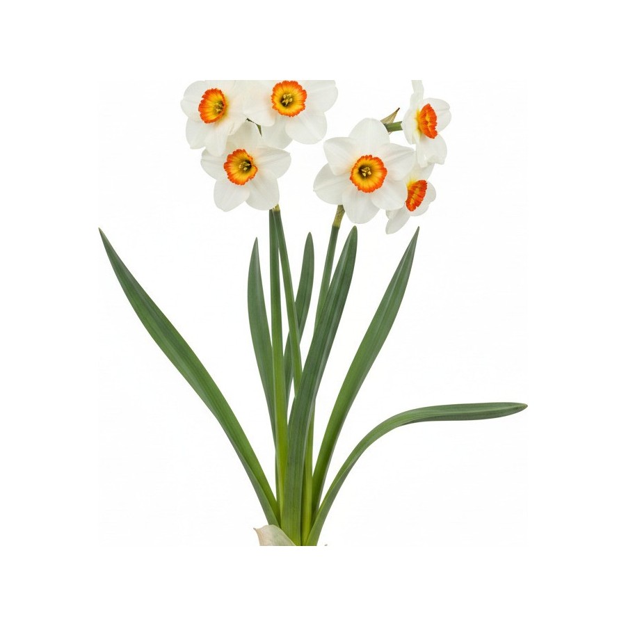 Pack 378 Perennials Vectorworks 2025 – Lightweight 2D and 3D