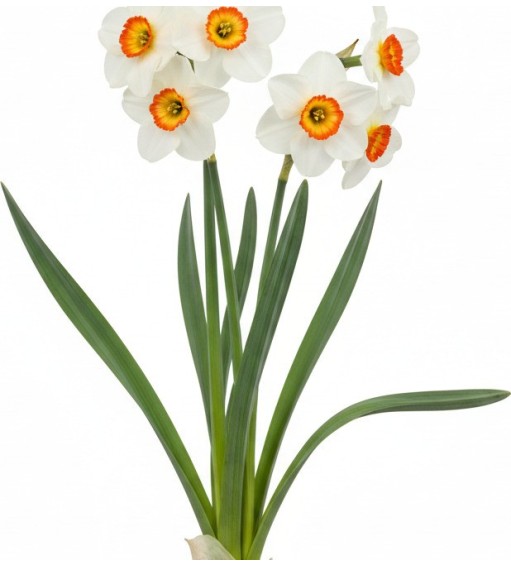 Pack 378 Plantes Vivaces Vectorworks 2025 – 2D & 3D Légères