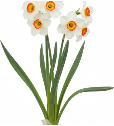 Pack 378 Perennials Vectorworks 2025 – Lightweight 2D and 3D