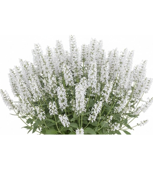 Perennials plants Pack 4