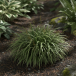 Plantes vivaces Pack 4