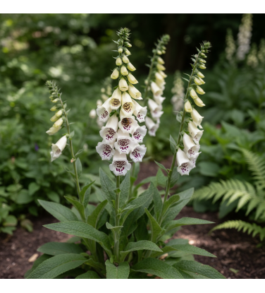 Pack 378 Perennials Vectorworks 2025 – Lightweight 2D and 3D