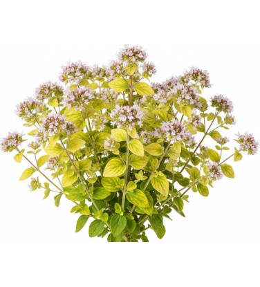 Pack 378 Plantes Vivaces Vectorworks 2025 – 2D & 3D Légères