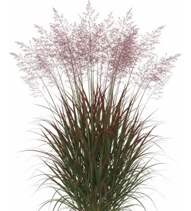 Pack 378 Plantes Vivaces Vectorworks 2025 – 2D & 3D Légères