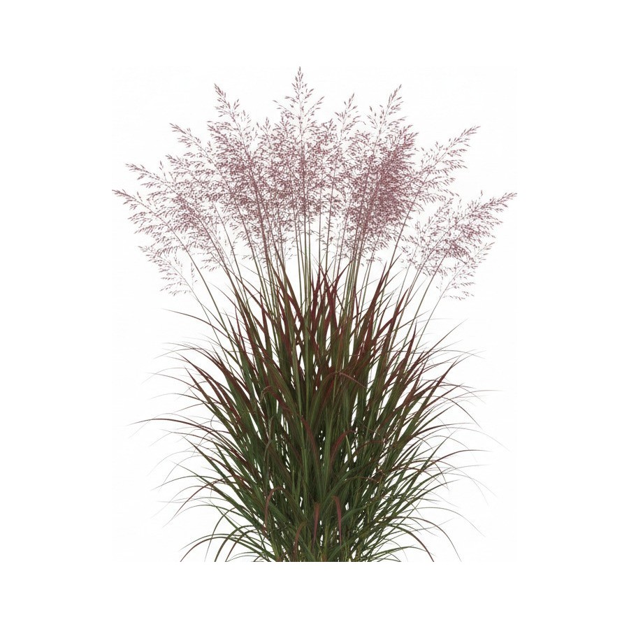 Pack 378 Plantes Vivaces Vectorworks 2025 – 2D & 3D Légères