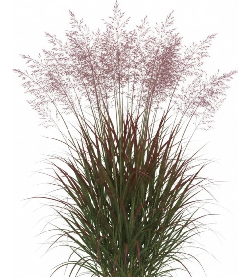 Pack 378 Perennials Vectorworks 2025 – Lightweight 2D and 3D