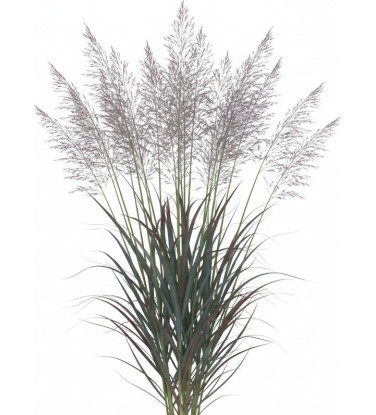 Perennials plants Pack 5