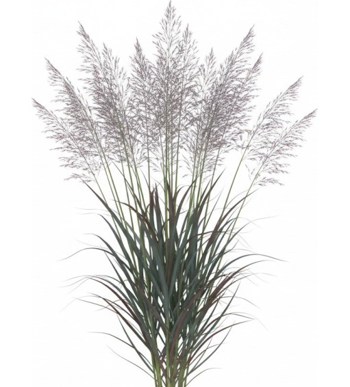 Perennials plants Pack 5