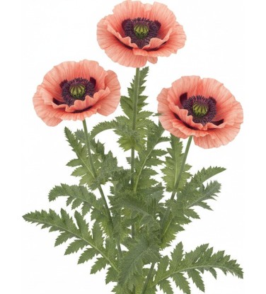 Pack 378 Perennials Vectorworks 2025 – Lightweight 2D and 3D