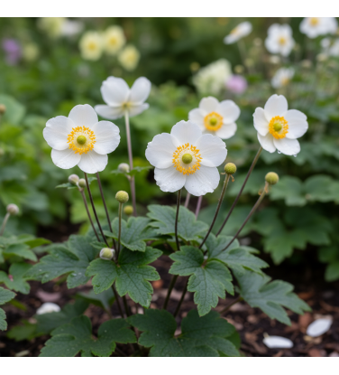 Pack 378 Plantes Vivaces Vectorworks 2025 – 2D & 3D Légères