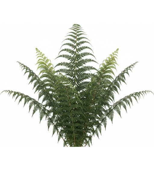 Pack 378 Plantes Vivaces Vectorworks 2025 – 2D & 3D Légères