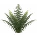 Plantes vivaces Pack 6