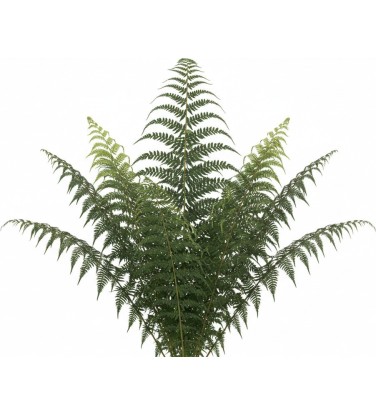 Pack 378 Plantes Vivaces Vectorworks 2025 – 2D & 3D Légères