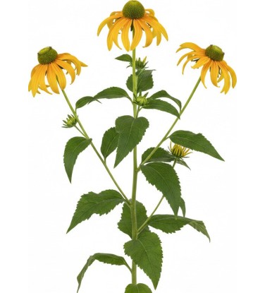 Pack 378 Plantes Vivaces Vectorworks 2025 – 2D & 3D Légères