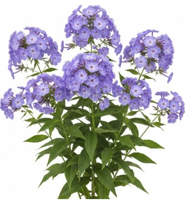 Pack 378 Perennials Vectorworks 2025 – Lightweight 2D and 3D