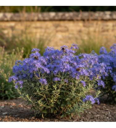 Pack of 385 Vectorworks 2025 shrubs – 2D & 3D Lightweight