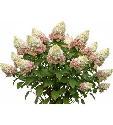 Pack of 385 Vectorworks 2025 shrubs – 2D & 3D Lightweight