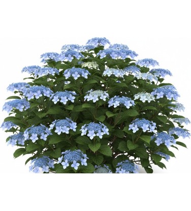 Pack of 385 Vectorworks 2025 shrubs – 2D & 3D Lightweight