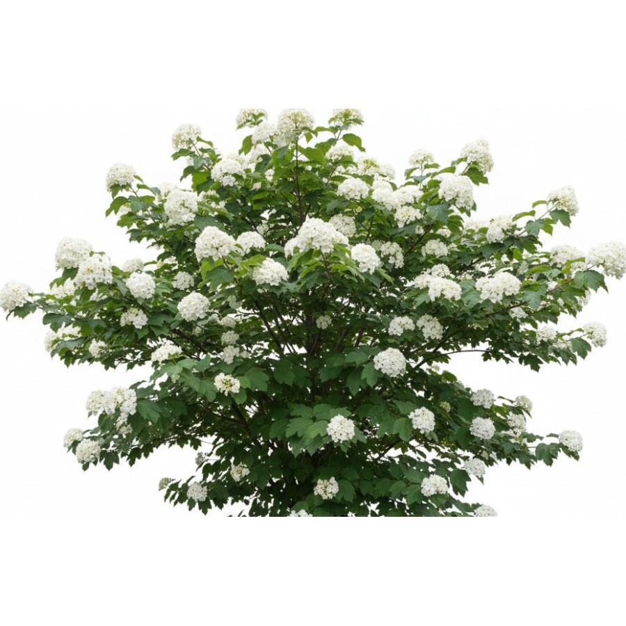 Pack of 385 Vectorworks 2025 shrubs – 2D & 3D Lightweight