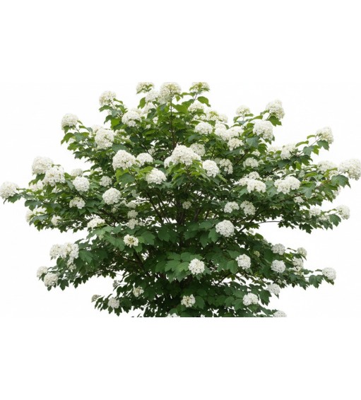 Pack of 385 Vectorworks 2025 shrubs – 2D & 3D Lightweight