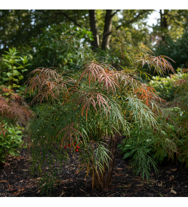 Pack of 385 Vectorworks 2025 shrubs – 2D & 3D Lightweight