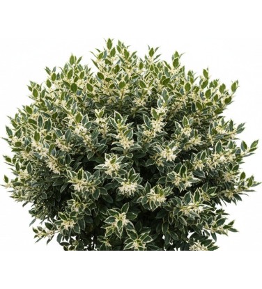 Pack of 385 Vectorworks 2025 shrubs – 2D & 3D Lightweight