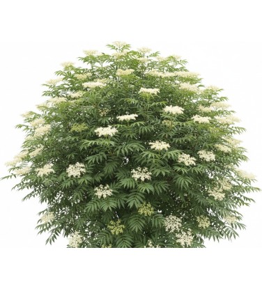 Pack of 384 Vectorworks 2025 shrubs – 2D & 3D Lightweight