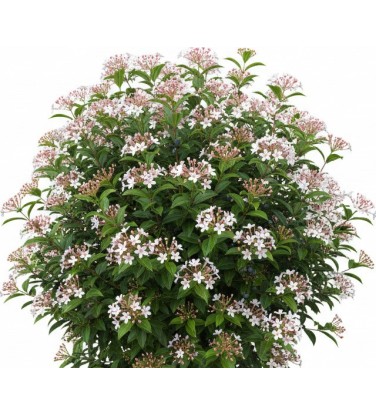 Pack of 384 Vectorworks 2025 shrubs – 2D & 3D Lightweight