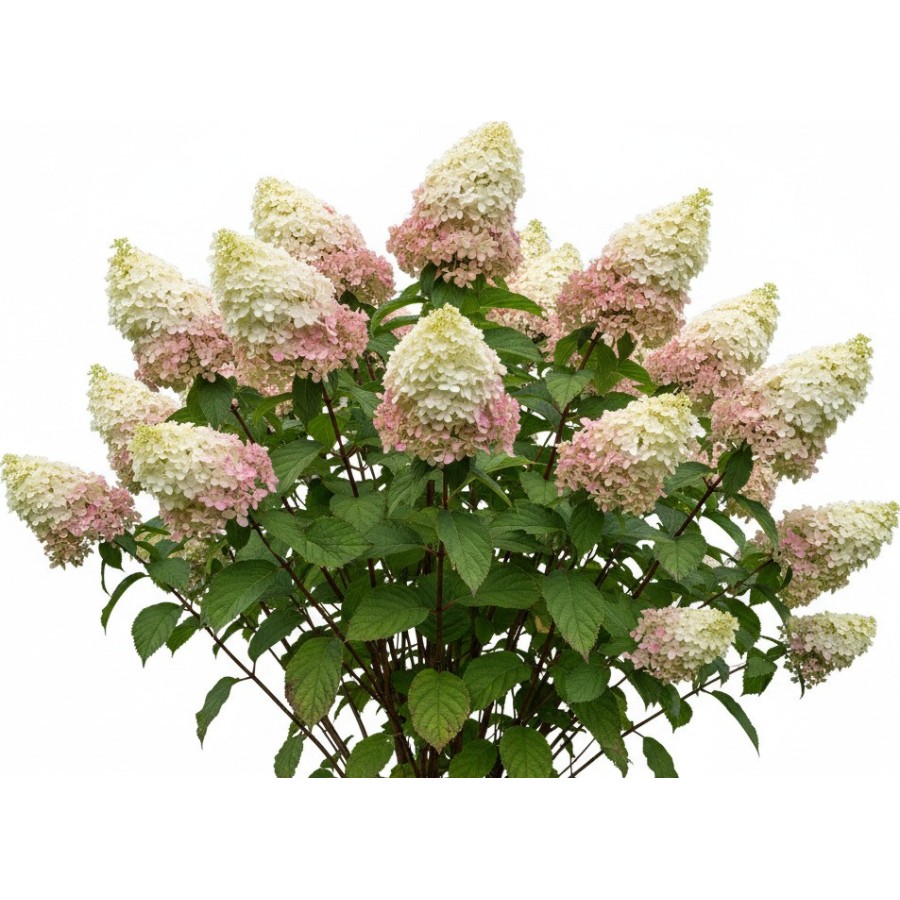 Bundle Arbustes Pack1+Pack2