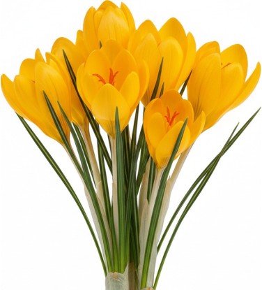 2.200 plantes 2D & 3D pour Vectorworks, prêt à l'emploi !