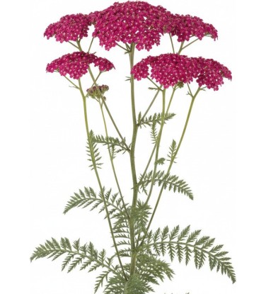 2.200 plantes 2D & 3D pour Vectorworks, prêt à l'emploi !