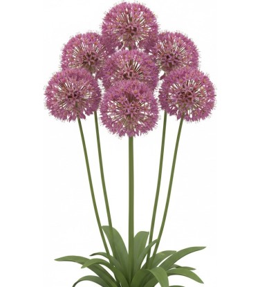 2.200 plantes 2D & 3D pour Vectorworks, prêt à l'emploi !