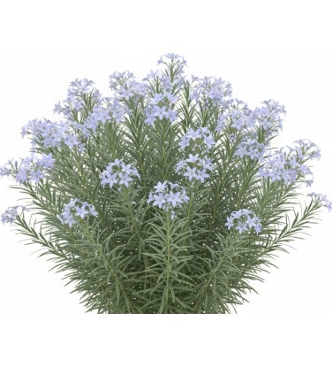 2.200 plantes 2D & 3D pour Vectorworks, prêt à l'emploi !