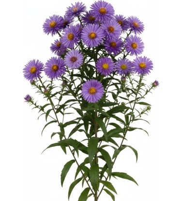 2.200 plantes 2D & 3D pour Vectorworks, prêt à l'emploi !